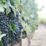 Napa Valley wine tours